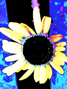  Abstract Dynamic Large Daisy Flower